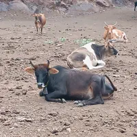 فروش تعدادی گاو محلی به صورت یکجا وتکی بفروش میرسد