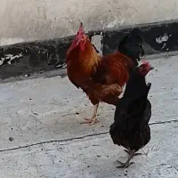مرغ و خروس