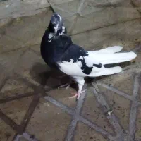دوتا کبوتر ابلغ و شاپر