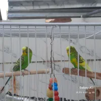 یک جفت مرغ عشق