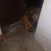سگ ژرمن|سگ|سرخس, |دیوار