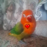 یک عددطوطی برزیلی گمشده است