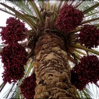 چهل عدد خوشه خرما خوشه ای یک ملیون باغدشت