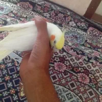 جفت عروس هلندی