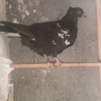 کفتر|پرنده|مشهد, بهمن|دیوار