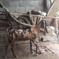 دوساله
