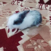 خرگوش