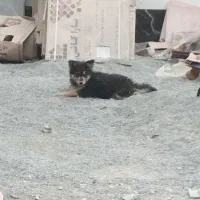 توله سگ سه ماهه دورگ ژرمن ومالینویز