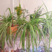 گل گندمی وگل نخل مرداب
