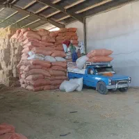 ینجه وکاه