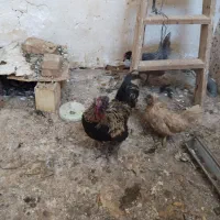 مرغ و خروس