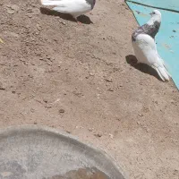 کبوتر طوقی