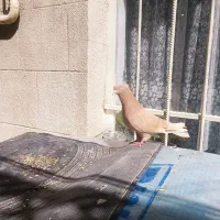 کبوتر سمن گمشده