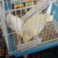 پرنده