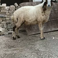 گوسفند بره نر پر گوشت