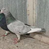 کفتر سرور. طوقی
