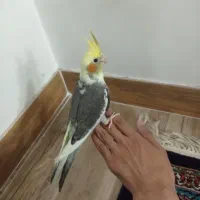 جوجه عروس هلندی