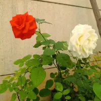 ۱۵ گلدون گل زیبا
