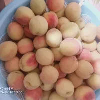 هلو، شلیل، سیب بهاری