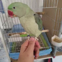 یک شاه طوطی الکساندر بزرگ