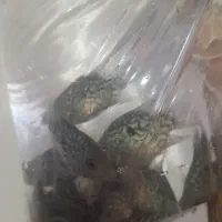 ماهی تگزاسی  و  اکواریوم