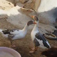 غاز و خروس