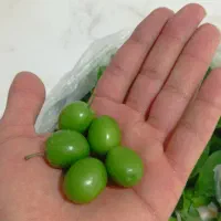 فروش آلوچه