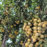 باغ-و-ویلا