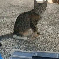 گربه