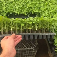 فروش نشا گوجه هندوانه جانابا