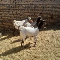 سه راس بز پاکستانی اصیل جوان آبستن مفت بره میش