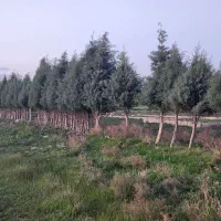 زمین-باغی