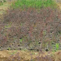 گل گلخانه|گل و گیاه طبیعی|مشکیندشت, |دیوار