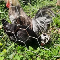 مرغ وخروس لهستانی