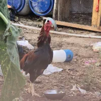 خروس لاری