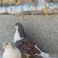 ساده هفت رنگ عطیقه