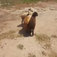 گوسفند‌و‌ بز