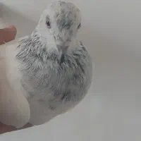 سه تا کفتر مفت