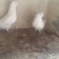 سه جفت کفتر همراه با یک عدد جفت کن