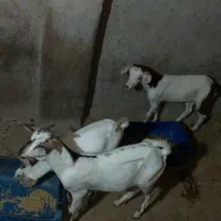 نری و گیسه نری 2 عدد