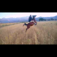 مادیون عشایری جنس قدیمی ۴سال همه چی تموم فقط ۸۰