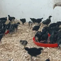 جوجه مرغ  استرالوپ ۳روزه