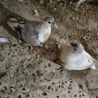 جوجه کفتر افغانی