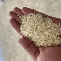 برنج طارم محلی فریدونکنار دیمن مستقیم از کشاورز