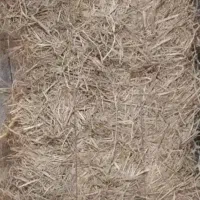 کولش یاکاه برنج در مزرعه به صورت کلی میفروشم ۶تومن