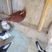 کفتر