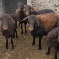 میش قزل با بره