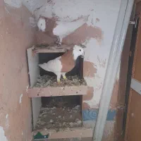 یک جفت طوقی زرد جوون و خال سیاه دار