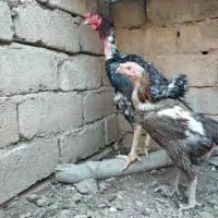 مرغ و خروس لاری