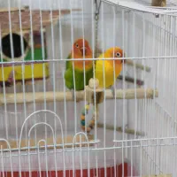طوطی|پرنده|صدرا-فارس, فاز ۲|دیوار